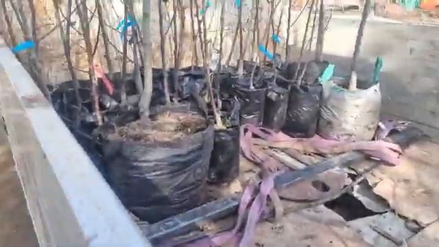 Питомник растений в Тёмкино