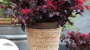 Loropetalum - Chinese Witch Hazel  - Ever Red - YouGarden