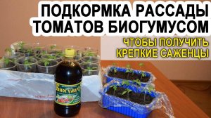 Подкормка рассады томатов биогумусом чтобы были толстенькие стебли