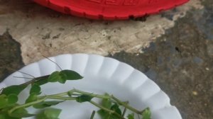 ll How to grow turtle vine from stem cutting ll