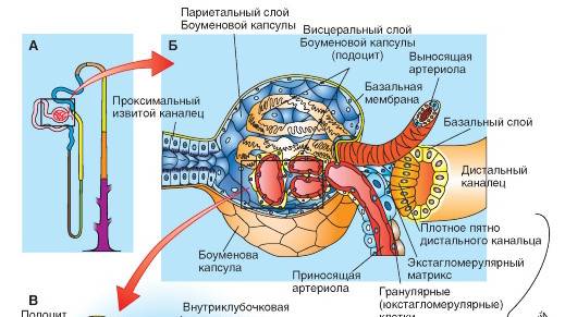 Сазонов С.В. Лекция по гистологии №23. Органы мочеобразования (почки)