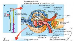 Сазонов С.В. Лекция по гистологии №23. Органы мочеобразования (почки)