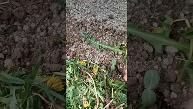 первое мульчирование кабачков смотреть онлайн