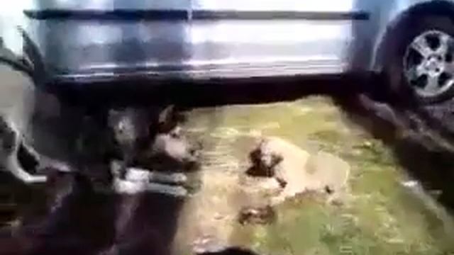 щенок кангала охраняет смотреть онлайн