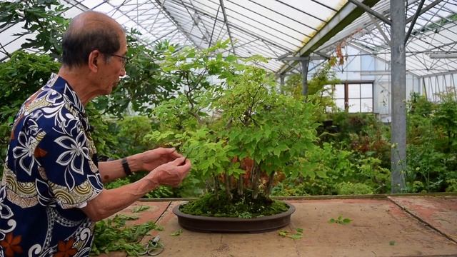 How To Grow Strong Bonsai смотреть онлайн