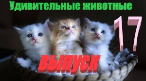 Удивительные животные выпуск  семнадцатый 17