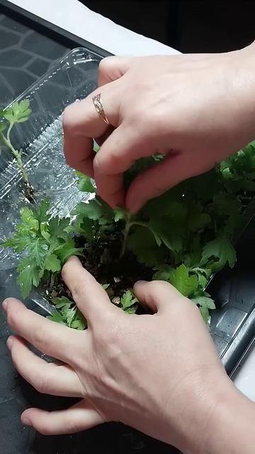 Черенкование Хризантемы #домашнийвлог #сад #хризантем