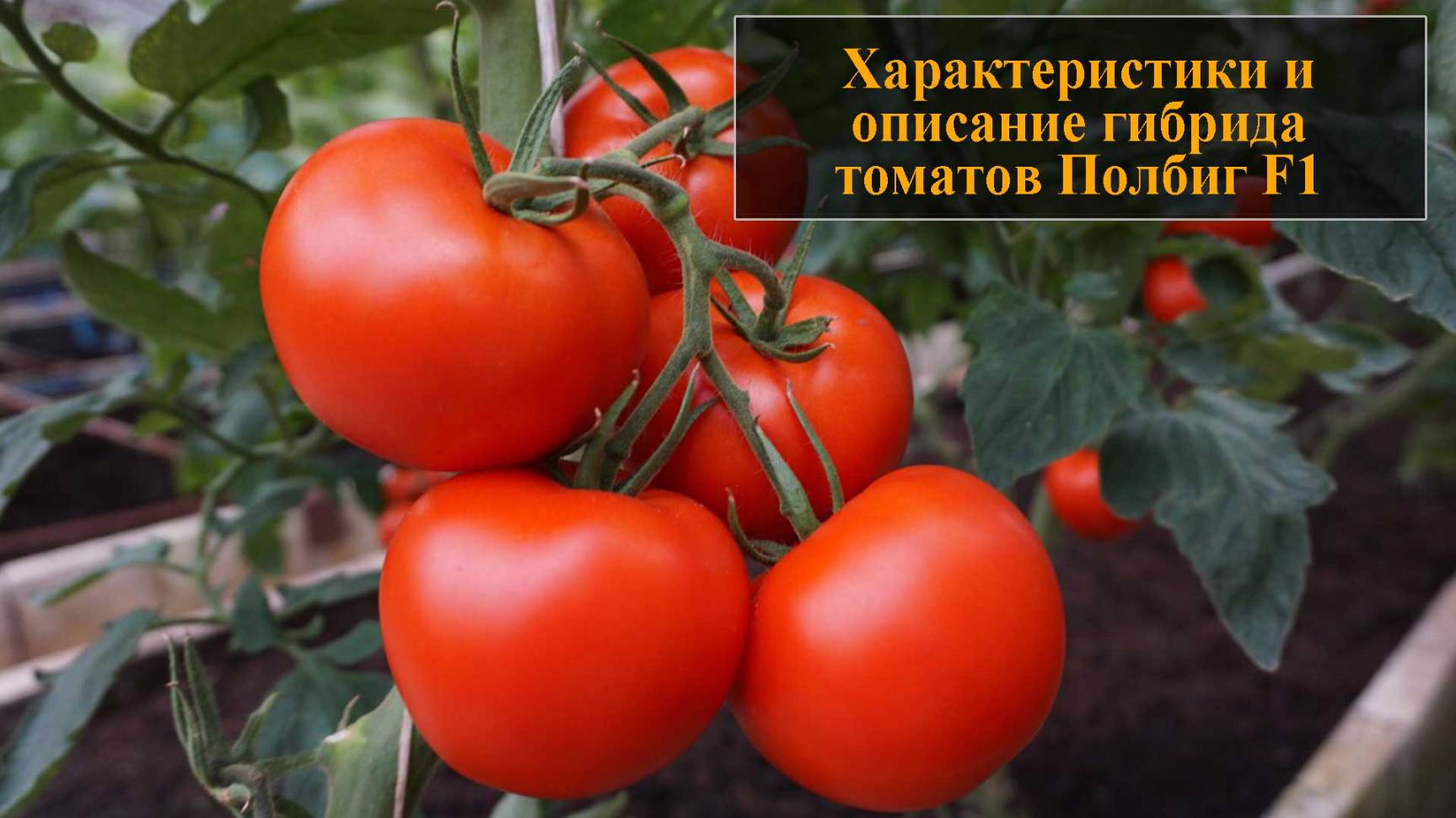 Характеристики и описание гибрида томатов Полбиг смотреть онлайн