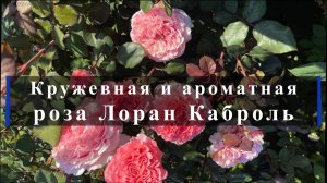 Кружевная и ароматная - роза Лоран Каброль