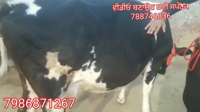 2 December 2022 one cow for sale in Tarn Taran смотреть онлайн