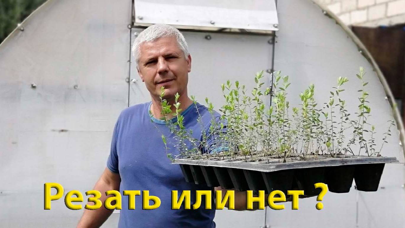 ПЕРЕСАДКА ОТЧЕРЕНКОВАННОЙ КЛЮКВЫ смотреть онлайн