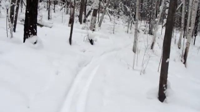 ЗИМОЙ В ЛЕСУ смотреть онлайн