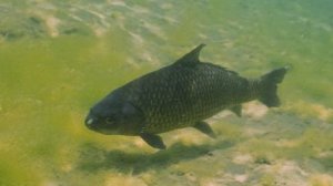 Ловим Буффало чёрного