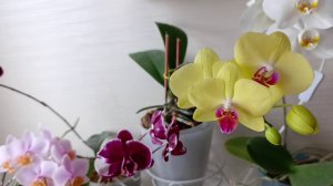 Обзор моих цветущих орхидей, февраль 2025 года