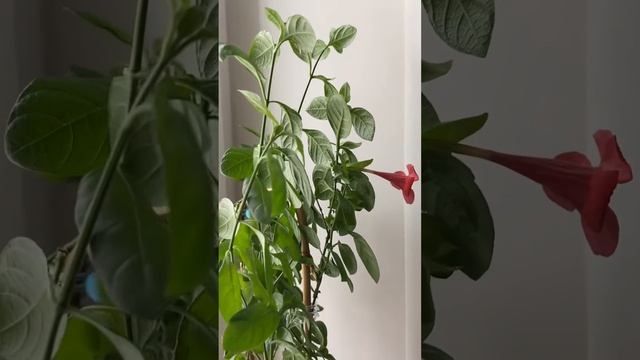 Барлерия красного цвета.