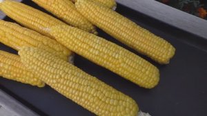 Опыт выращивания кукурузы