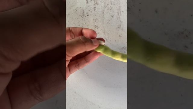 How To Harvest And Dry Your Beens!🤩🌿 #gardening #organic #growyourownfood #tutorial #crops #howto смотреть онлайн