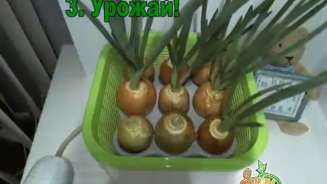 Лук на Здоровья КЛАД смотреть онлайн