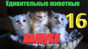 Удивительные животные выпуск  шестнадцатый