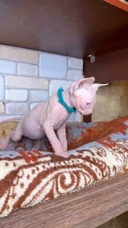Котенок Канадского сфинкса