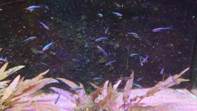 Rasbora axelrodi "neon blue" смотреть онлайн