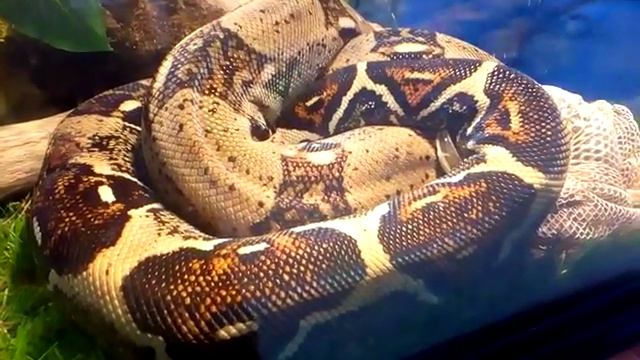 питоны в зоопарке смотреть онлайн