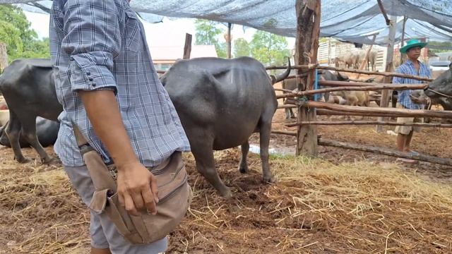 📌ราคาวัวควายภาคเหนือตอนล่าง ตะกอหรือตัวผู้น้อย อลังการ เริ่มต้นที่ 4000 ขึ้นไป ตลาดโคกระบือลานปูน смотреть онлайн