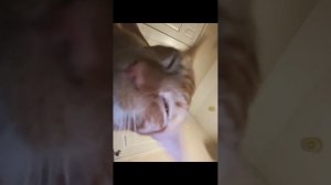 какие милые животные