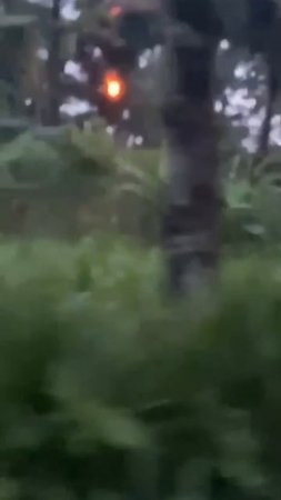 Огненный Шар Парящий в Лесу