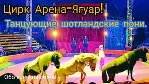 Цирк "Арена-Ягуар!" 🎪Танцующие шотланские пони. 🐎