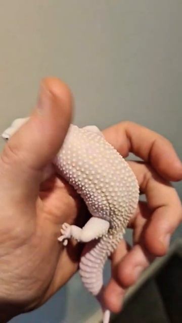 1.0 Wy Gem Snow Raptor #reptiles #gecko #pets #christmas #shorts #freefire смотреть онлайн