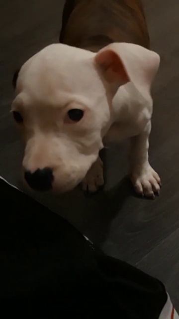 Нам 3 месяца.Голова больше чем тело 😄#мия #стафф #семья #2023 смотреть онлайн