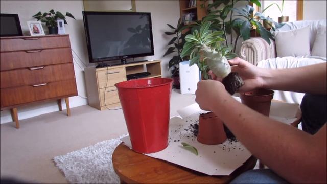 Repotting a pachypodium saundersii смотреть онлайн