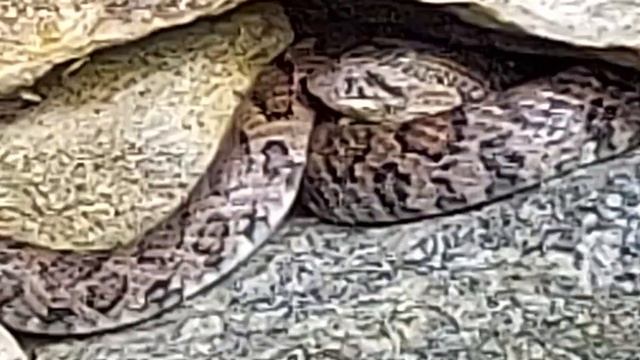 What kind of snake is this? смотреть онлайн