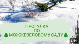 ПРОГУЛКА ПО 🌲МОЖЖЕВЕЛОВОМУ САДУ🌲17.01.2024г.