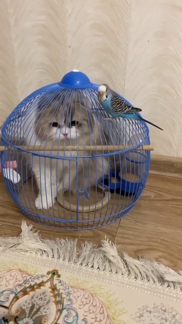 Удивительные животные !!!! смотреть онлайн