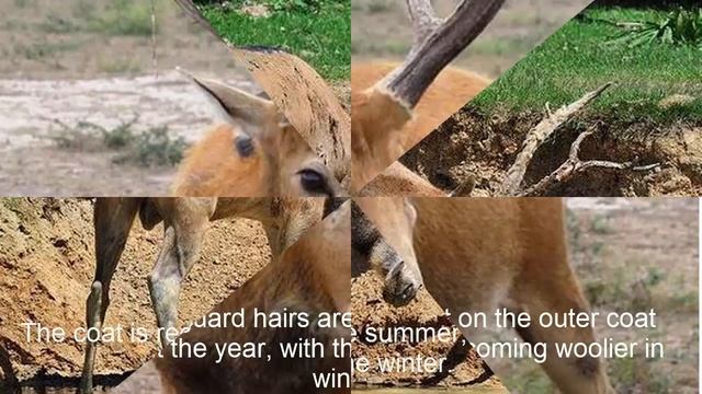 Pere David's Deer Hunting смотреть онлайн