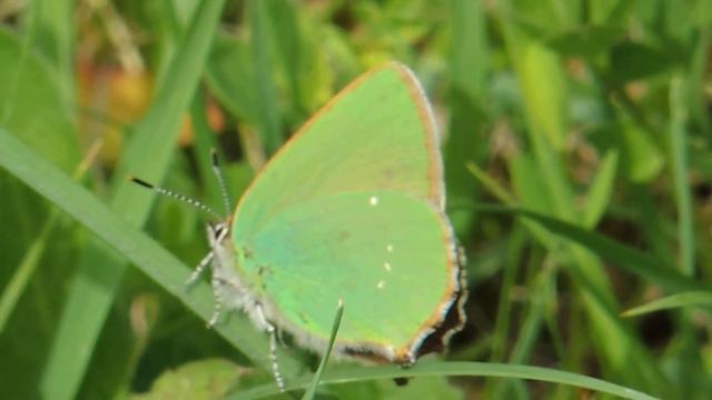 Green Hairstreak butterfly, Totternhoe Knolls, Bedfordshire 26th May 2013 смотреть онлайн