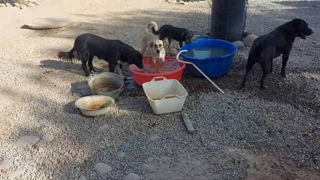 Приют. Будни #приютдлясобак #animalshelter #бездомныеживотные смотреть онлайн