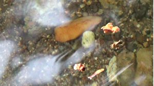 Мою Золото в реке в день рожденья!