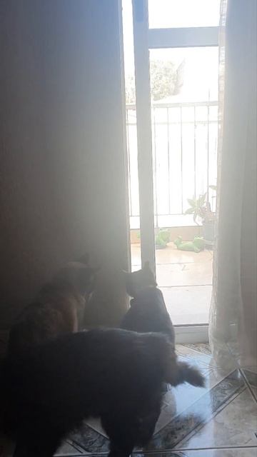 GATOS SÃO INTELIGENTES?#shorts#gatos смотреть онлайн