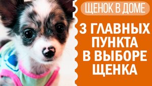 Как выбрать щенка? Чихуахуа Софи в помощь! 🐶🔍
