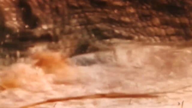 Вот это крокодильчик смотреть онлайн