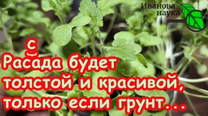 БЕЗ АНАЛИЗОВ и ПРИБОРОВ:ТЕСТИРУЕМ ГРУНТ ПО 2,99. Всё, что нужно знать о дешевых грунтах для рассады