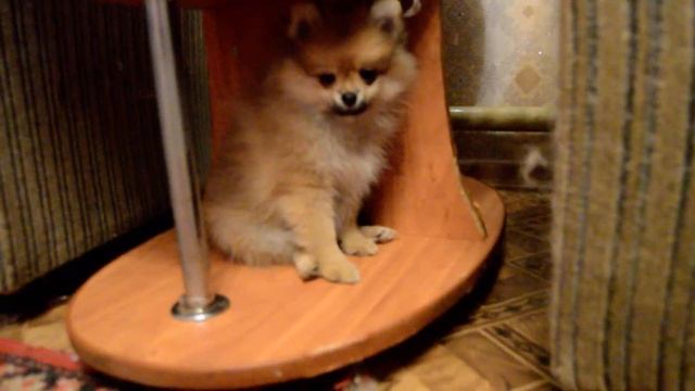 ШПИЦЫ смотреть онлайн