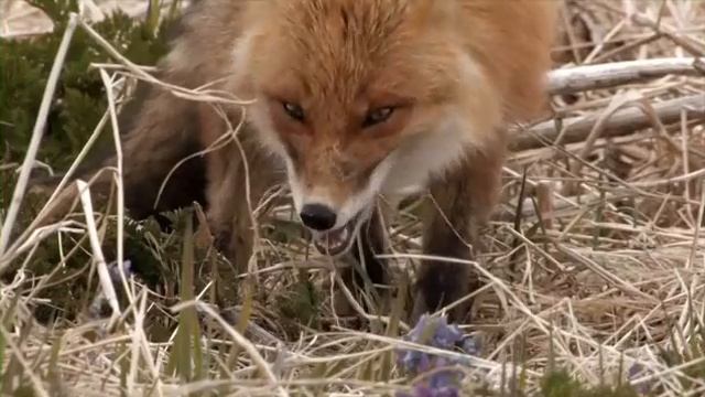 Gypsy Moths Send Forest Animals Packing (Public Service Announcement) смотреть онлайн