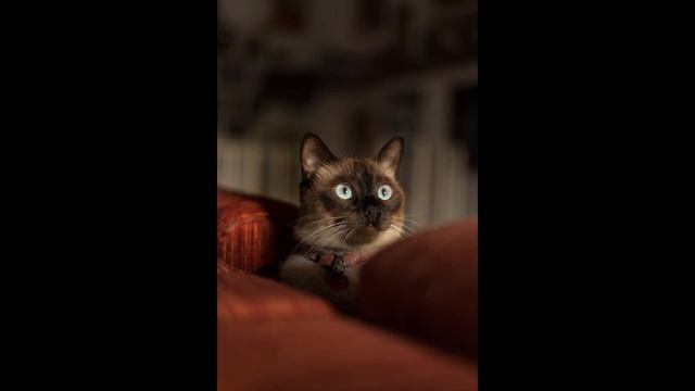 Мяуканье кошки, звук для кошки.