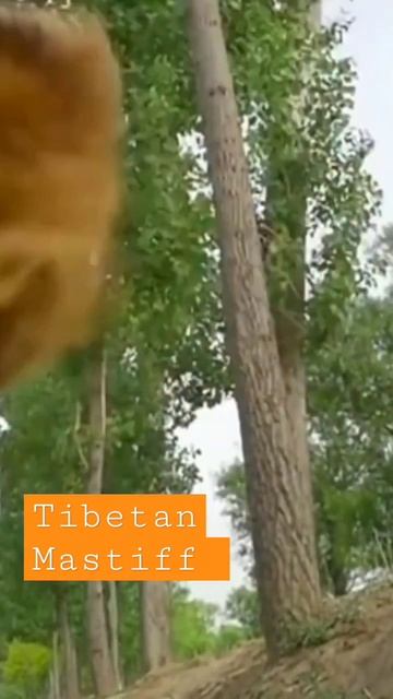 tibetan Mastiff | the royal symbol in china смотреть онлайн