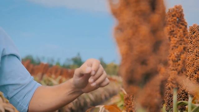 SORGO NUGRAIN 441 IG смотреть онлайн