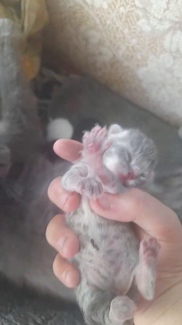 поставь лайк если лубиш котят смотреть онлайн